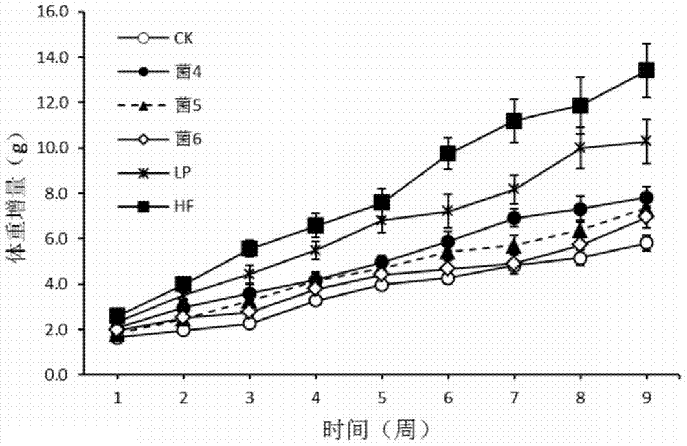 Application of thick-wall fungus probiotics to treatment and prevention of obesity and related diseases