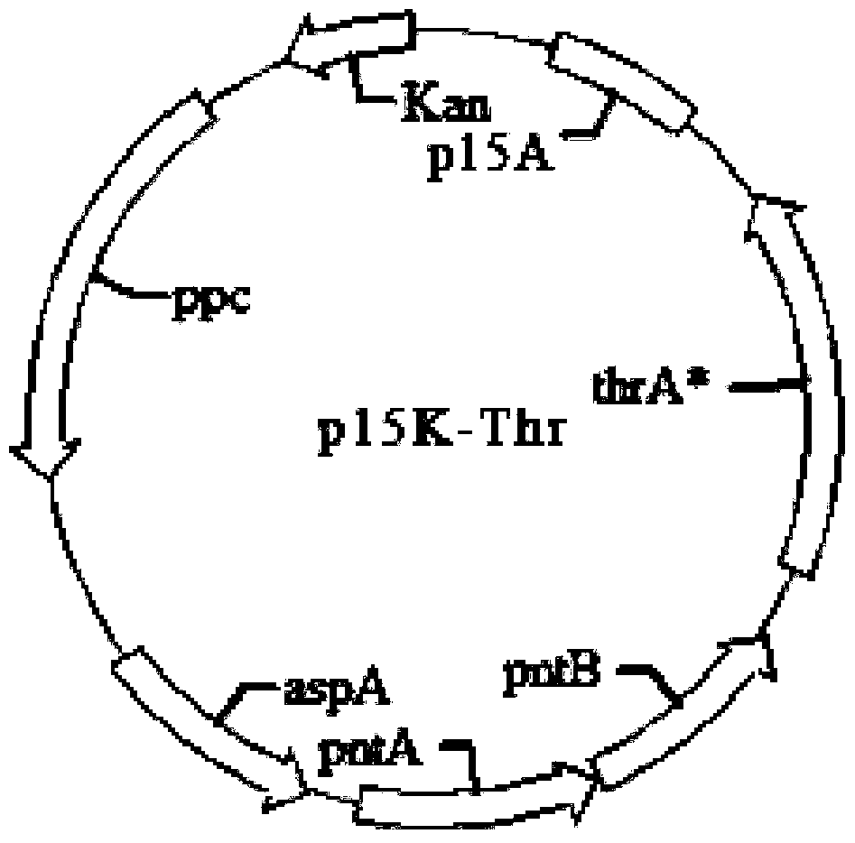 L-Threonine Genetic Engineering Production Bacteria