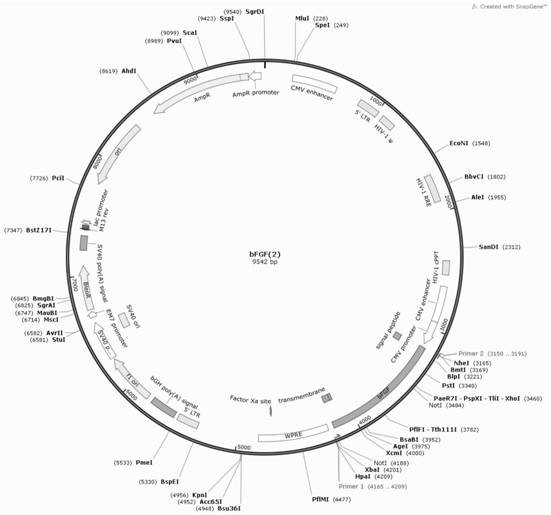 bFGF mesenchymal stem cell exosome as well as preparation method and application thereof