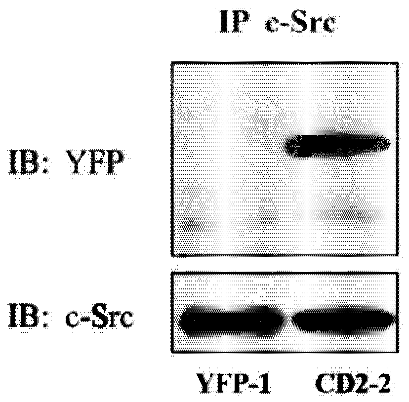 Cardiac steroid antagonists and related methods