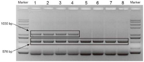 Polynucleotide for identifying male and female ginkgo strains and application thereof