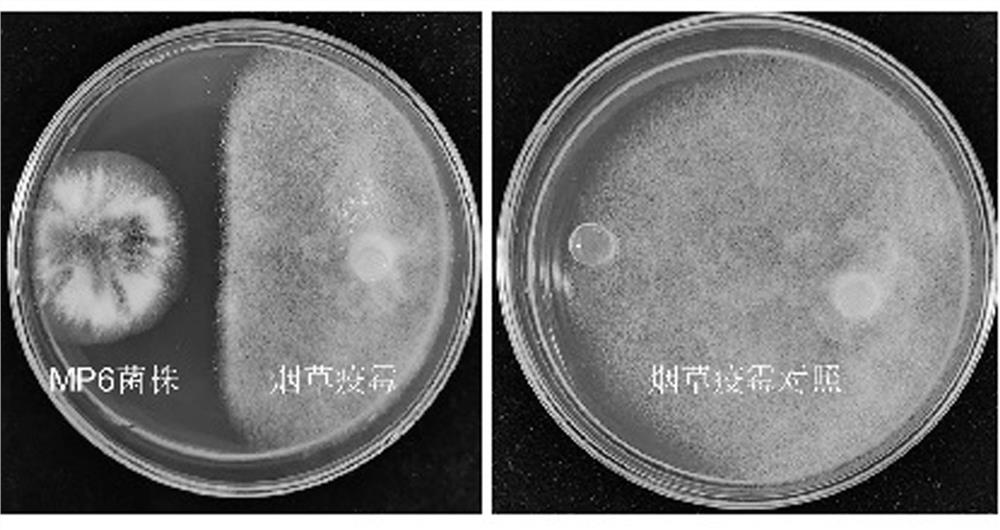 A strain of Penicillium bilaii mp6 with antibacterial effect and its application