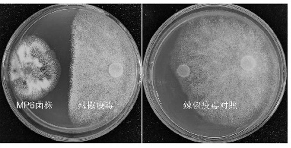 A strain of Penicillium bilaii mp6 with antibacterial effect and its application