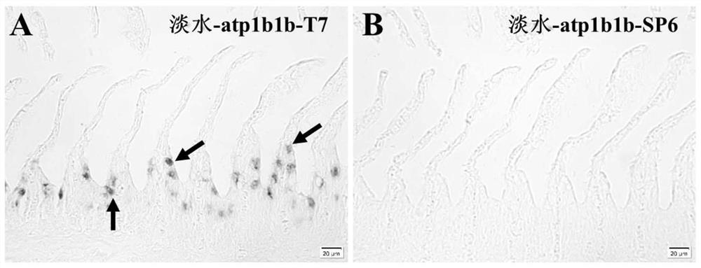 Application of atp1b1b gene in identification of sea freshwater cultured lateolabrax japonicus and application method