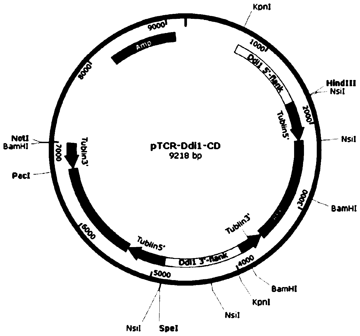 Toxoplasma gondii strain with ddi1, rad23 and dsk2 genes deleted, and construction method and application of toxoplasma gondii strain