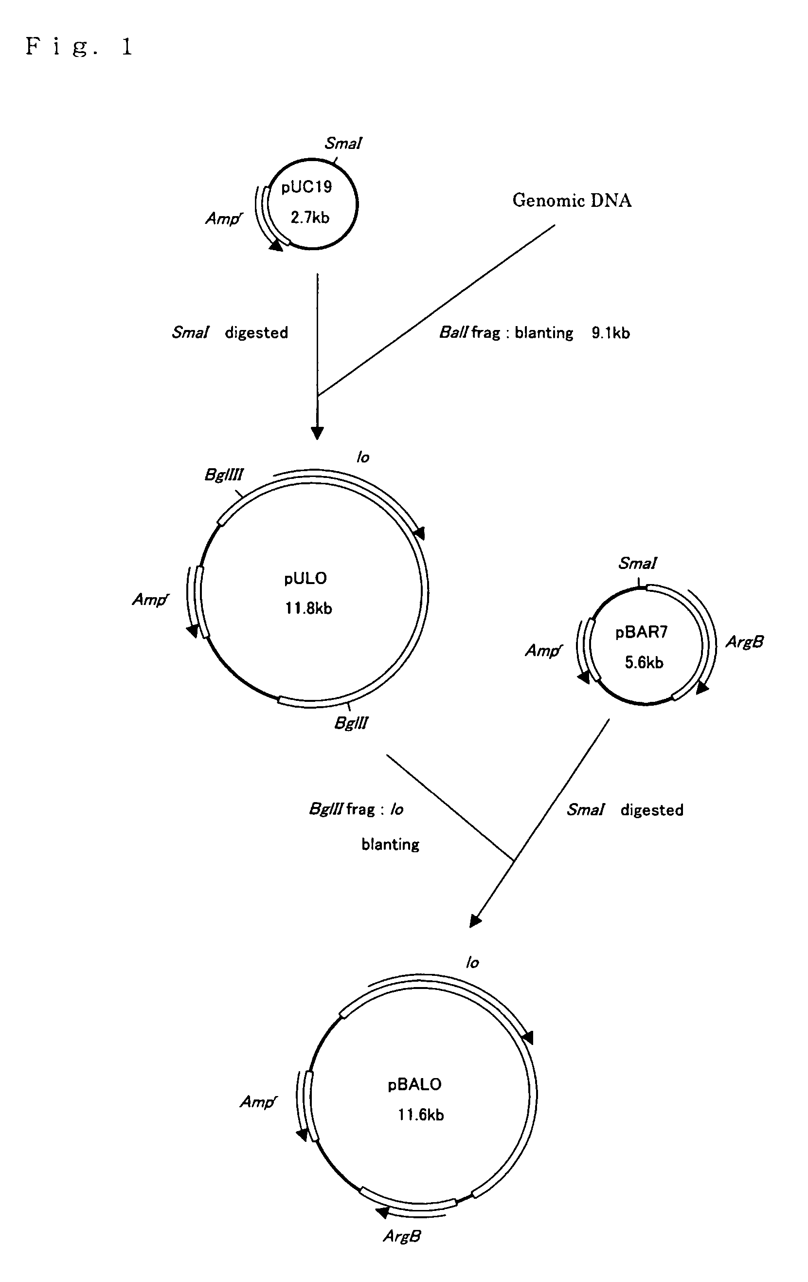 Fungus-origin lysyl oxidases