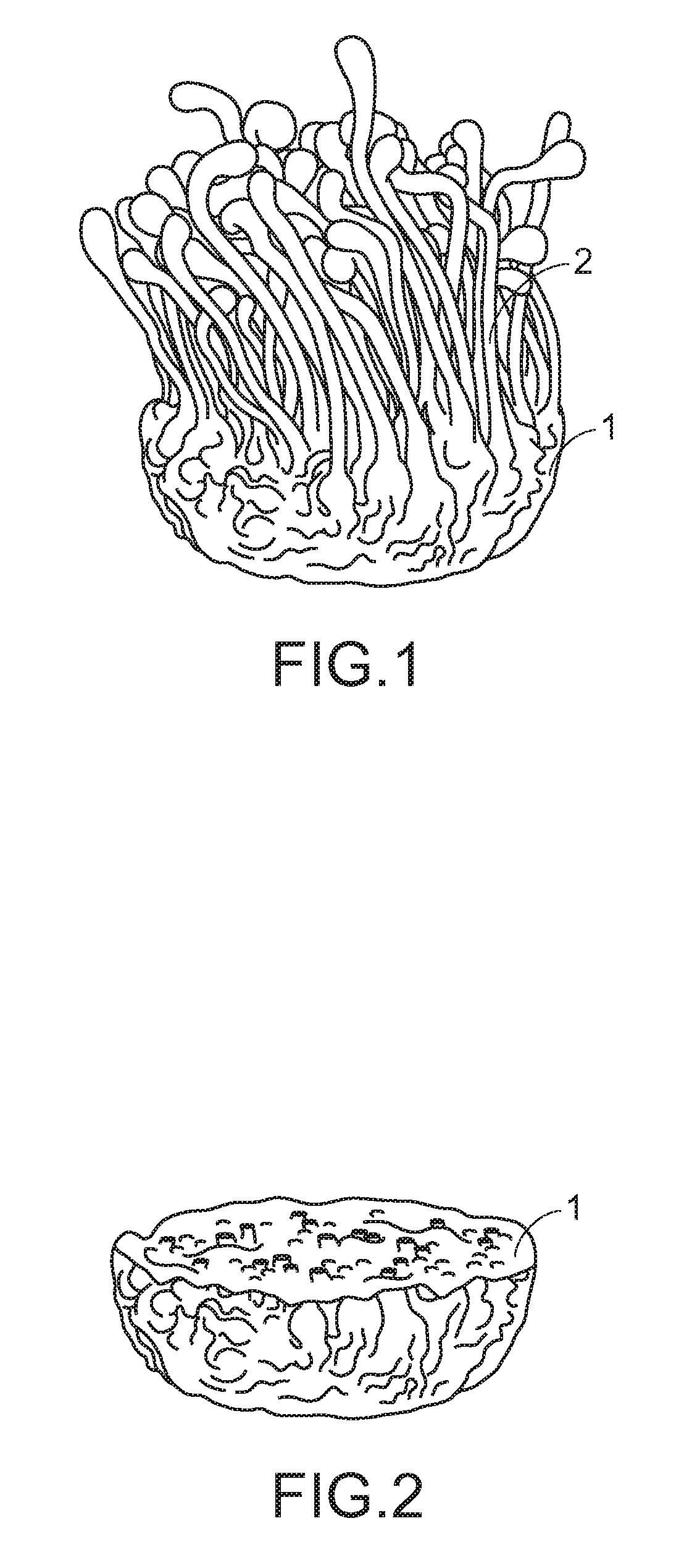 Method for producing gamma-aminobutyric acid by fermenting rice medium from preparation of cordyceps species and application thereof