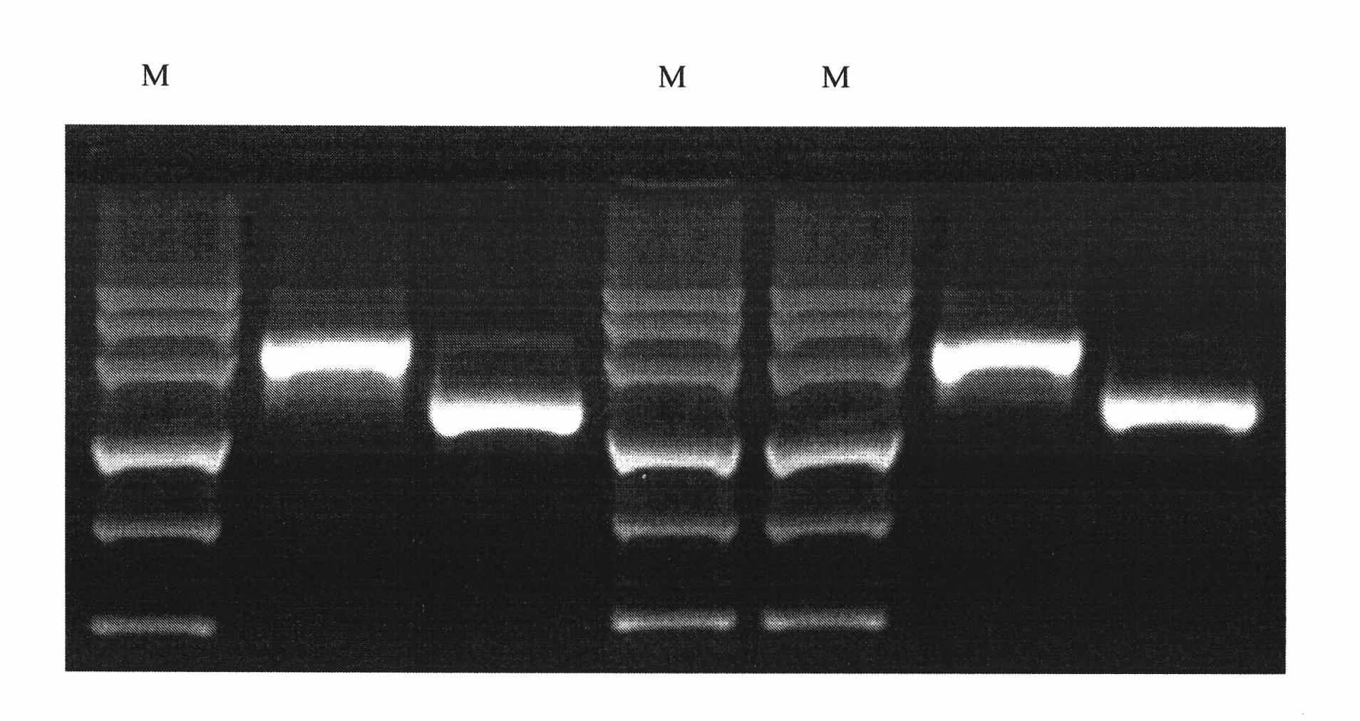 Molecular marker closely linked with salt-tolerant main effect QTL (Quantitative Trait Loci) at tomato seedling stage and application thereof