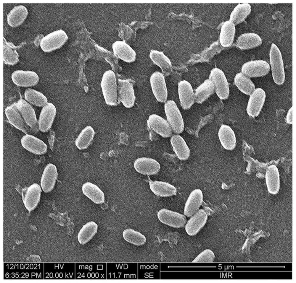 Bacillus safensis PLA1006 strain, screening method and application thereof