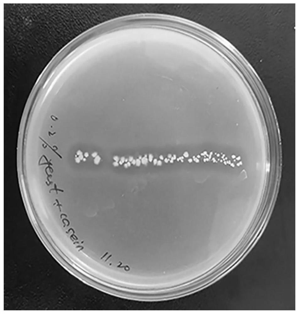 Bacillus safensis PLA1006 strain, screening method and application thereof