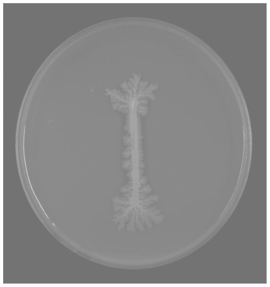 Bacillus safensis PLA1006 strain, screening method and application thereof