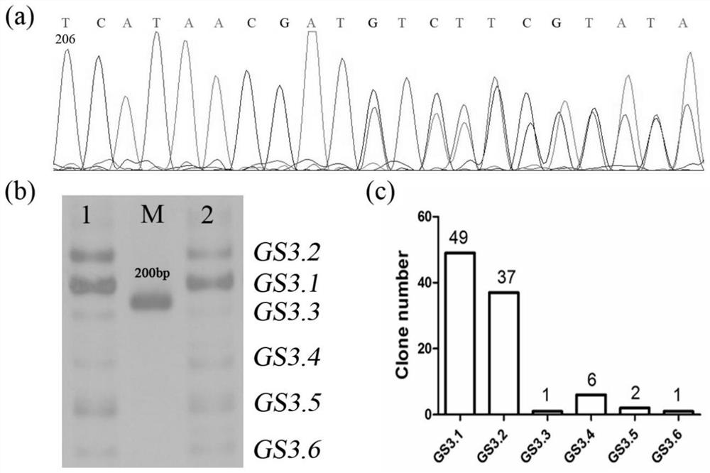 Application of rice spliceosomes GS3.2 in regulation and control of rice grain traits