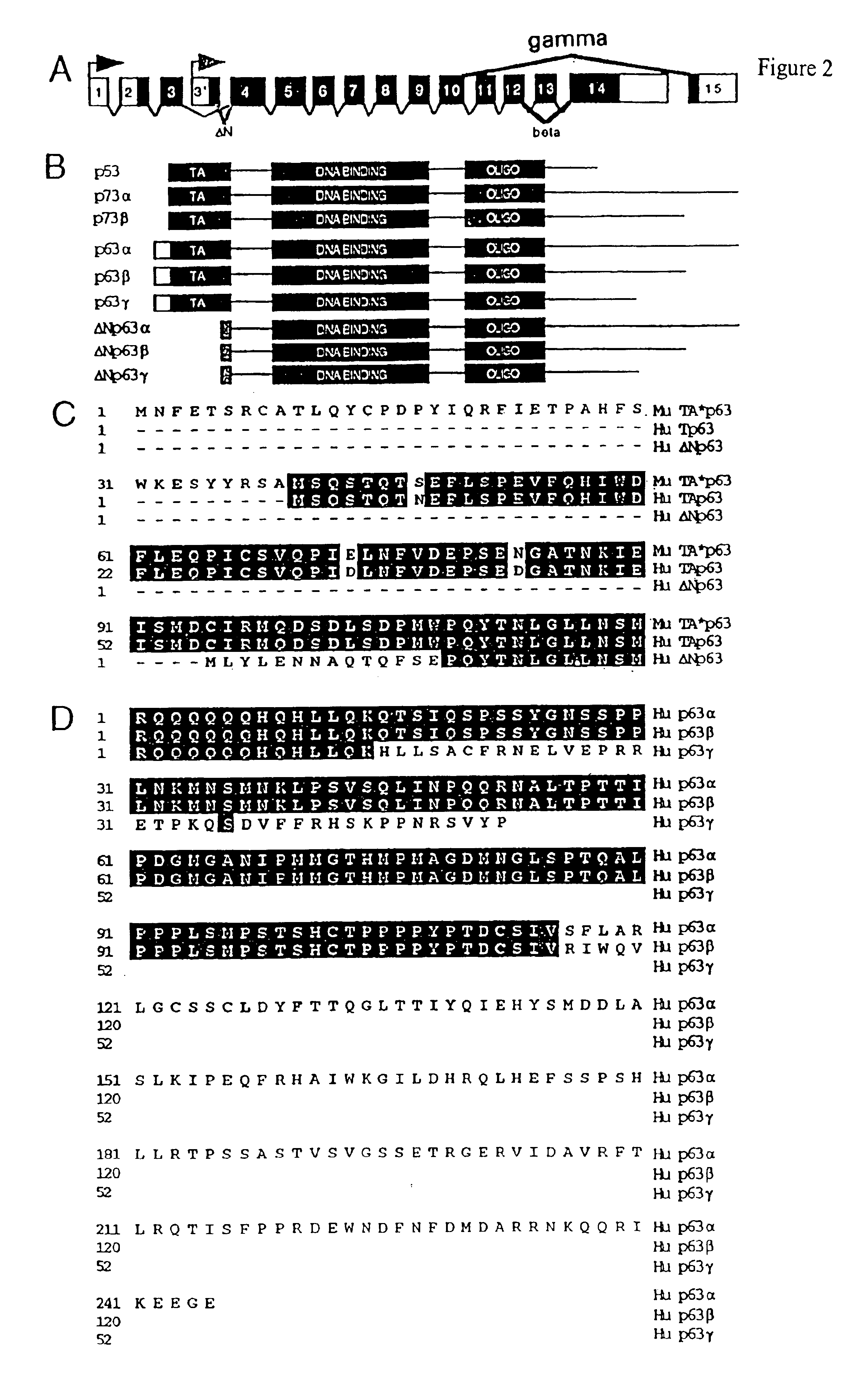 Cell regulatory genes, encoded products, and uses related thereto