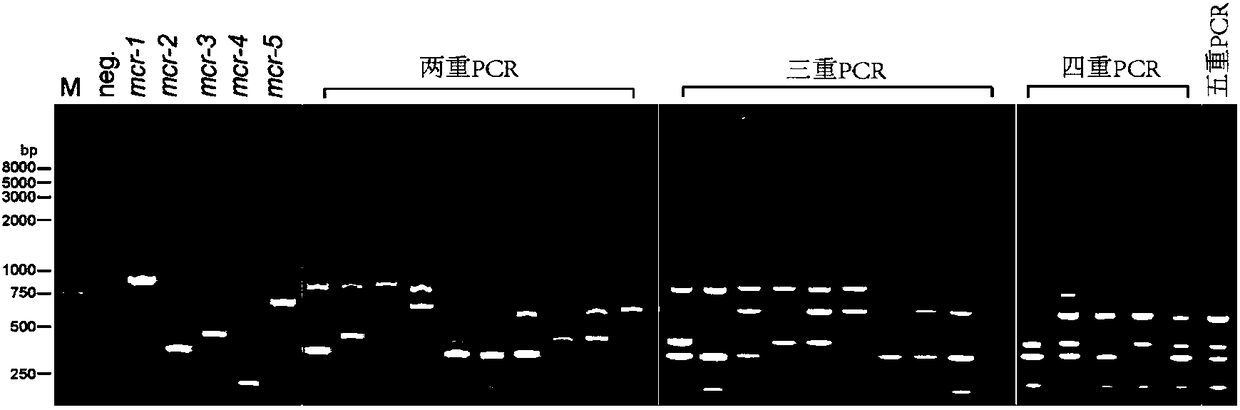 Multiple PCR primers, kit and detection method for detecting polymyxin drug resistance genes