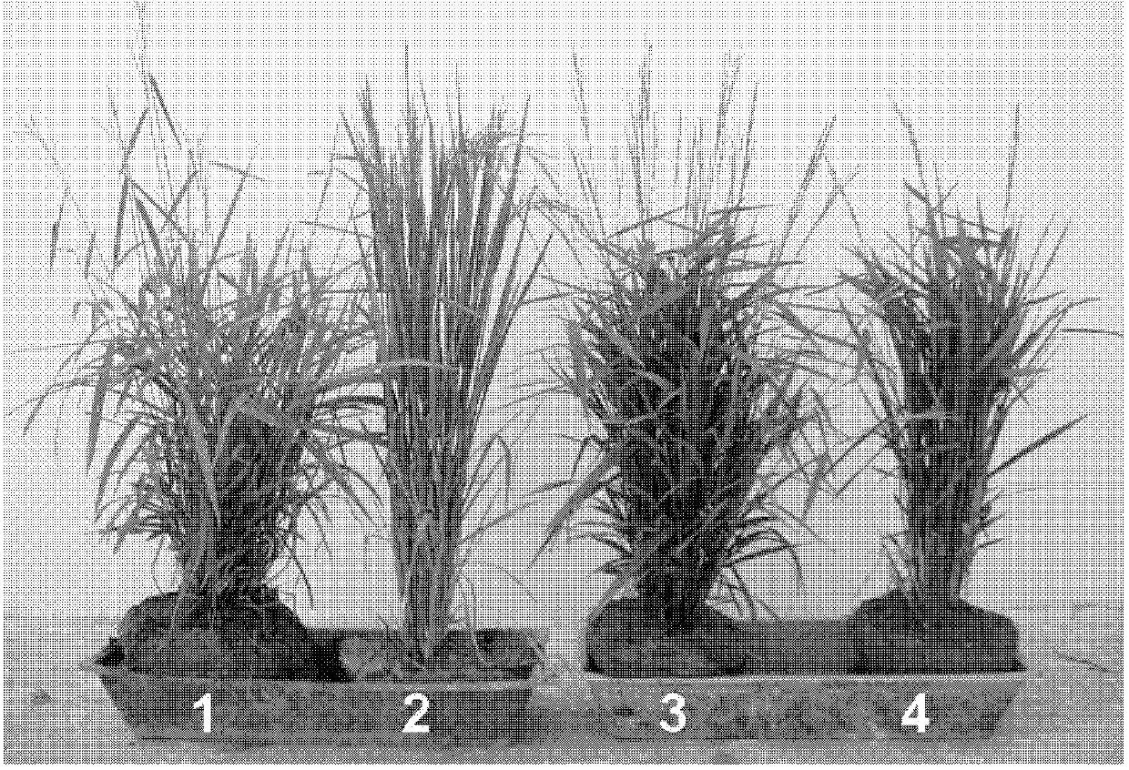 Novel method for improving achievement rate of first backcross hybrid generation of oryza sativa and oryza minuta