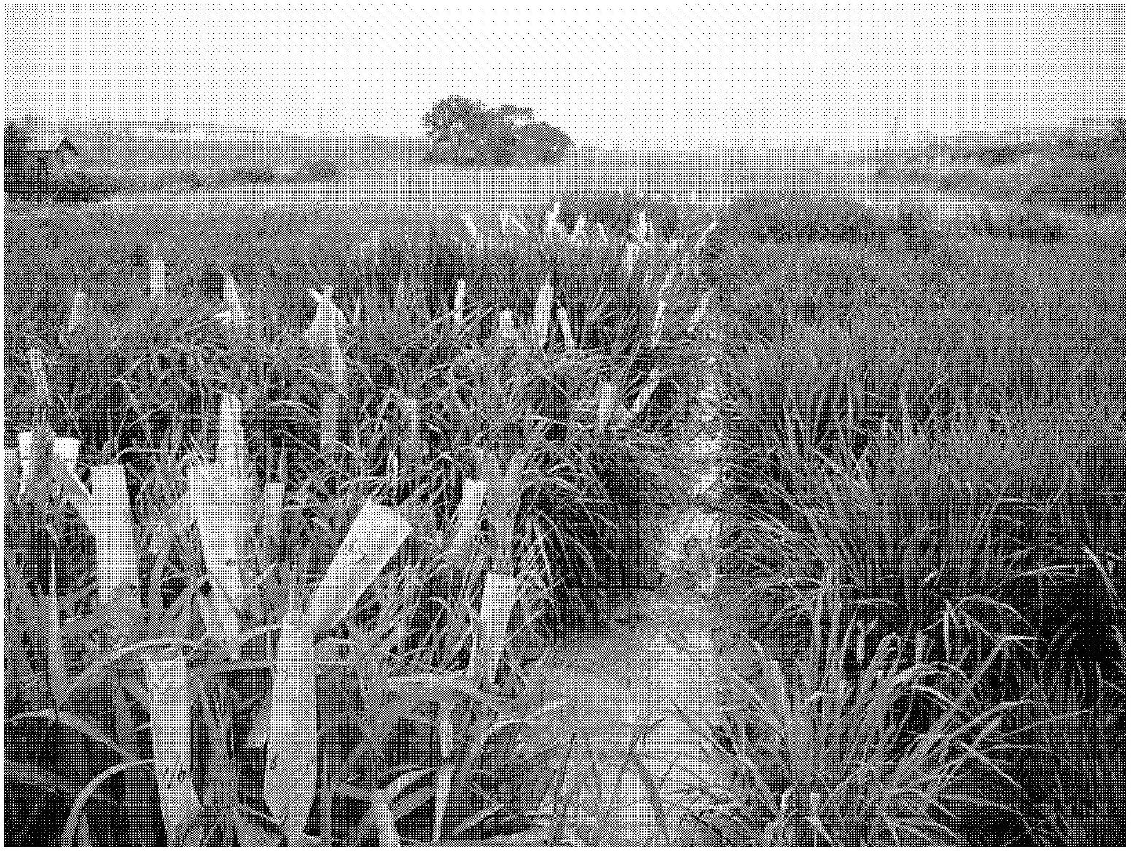 Novel method for improving achievement rate of first backcross hybrid generation of oryza sativa and oryza minuta