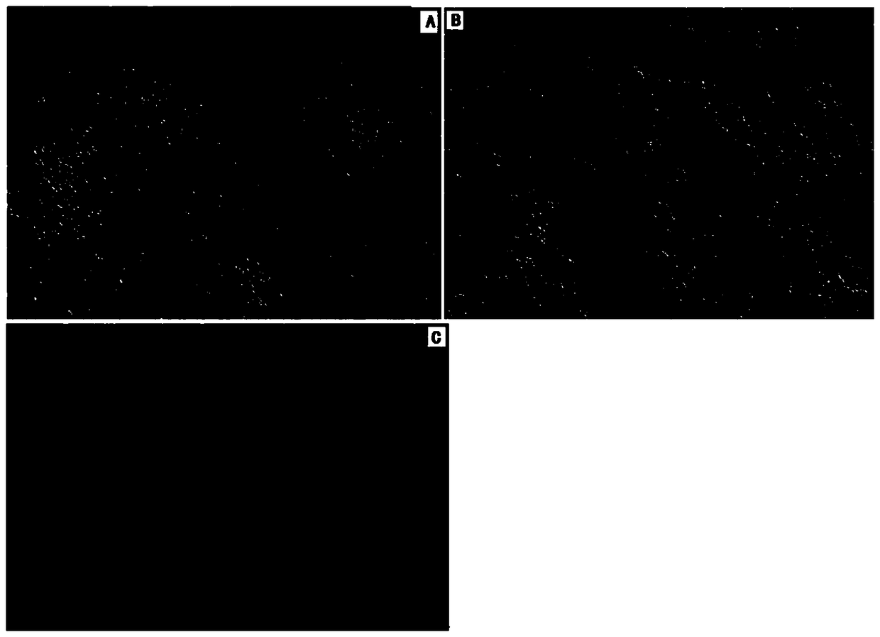 BVDV (Bovine Virus Diarrhea Virus) SMU-Z6/1a/SC/2016 isolate and application thereof