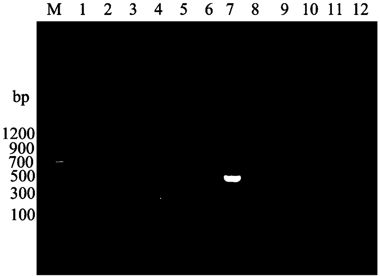 BVDV (Bovine Virus Diarrhea Virus) SMU-Z6/1a/SC/2016 isolate and application thereof