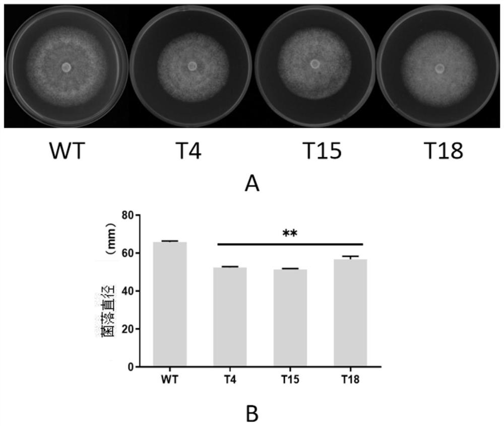 Application of gene PlRACK1 in regulation and control of growth, oxidation resistance and pathogenicity of peronophythora litchii