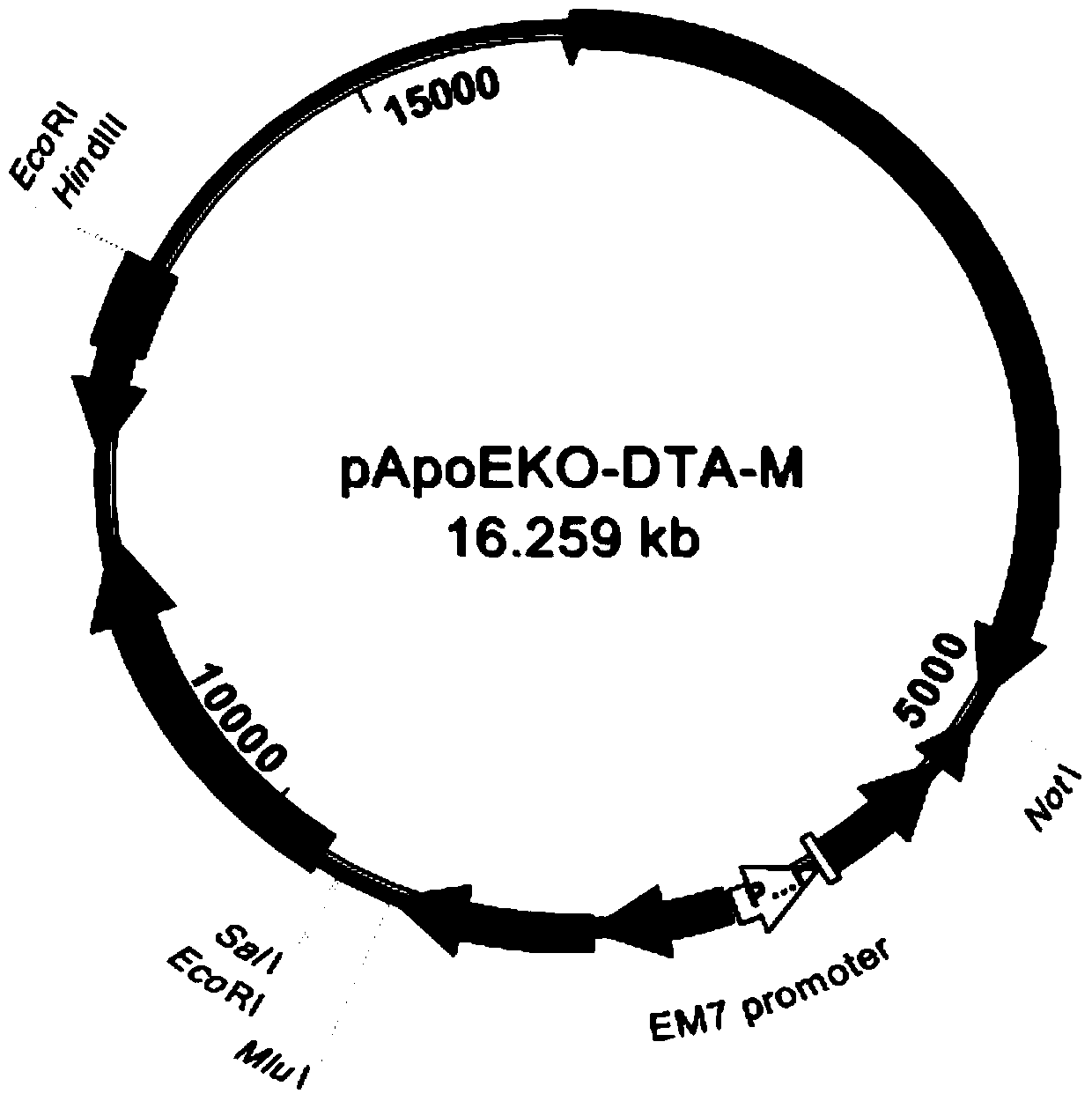 Porcine apoe gene knockout vector and its construction method and application