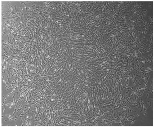 Porcine apoe gene knockout vector and its construction method and application