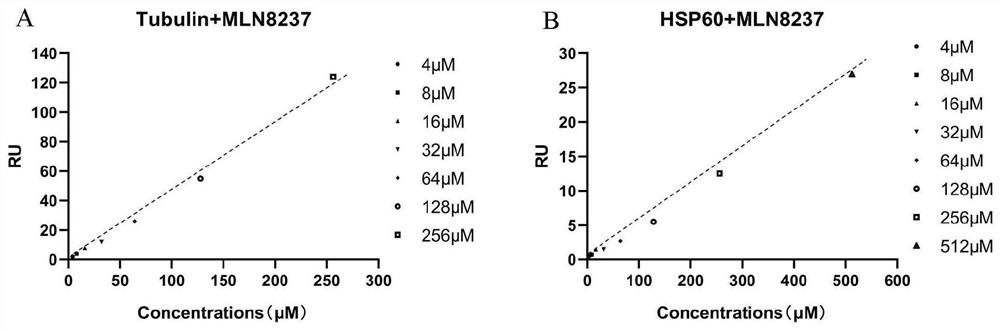 Bioactive molecule binding target identification method based on double-head photoaffinity probe