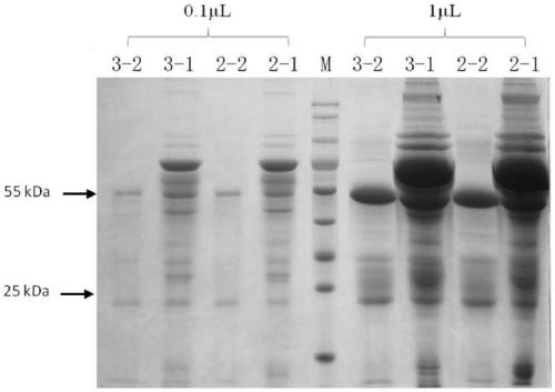 Preparation method of anti-TMP (thrombopoietin mimic peptide) rabbit polyclonal antibody