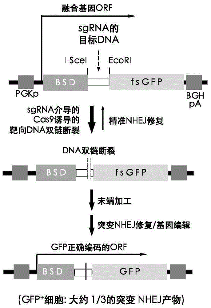 Fast CRISPR-Cas9 working efficiency testing system and application thereof