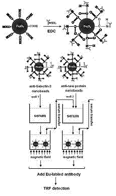 Galectin-3 detection nanometer magnetic bead sorting-time resolved immunofluorescence kit