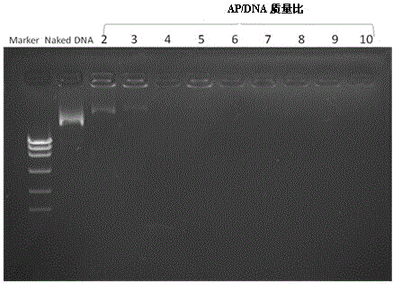 A cationic silk fibroin/gene complex, preparation method and application thereof