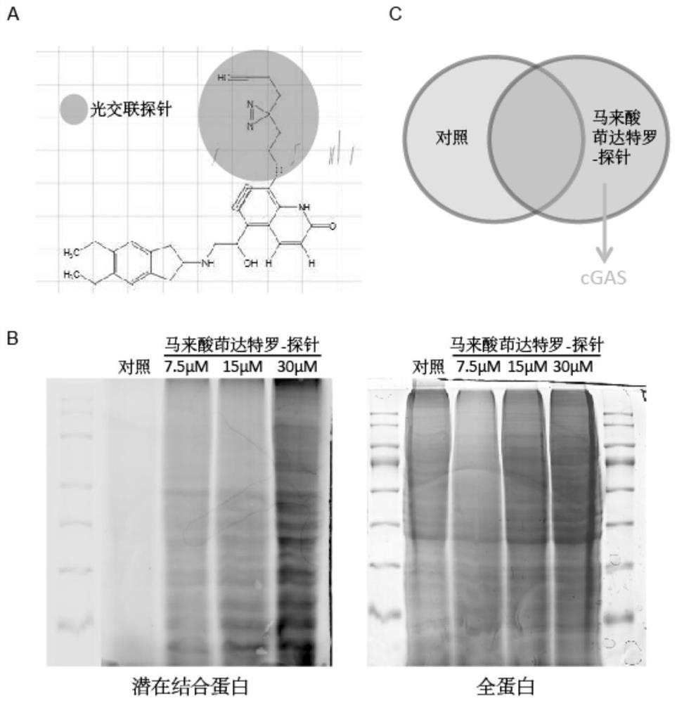 Application of indacaterol maleate as cGAS-STING pathway targeted agonist