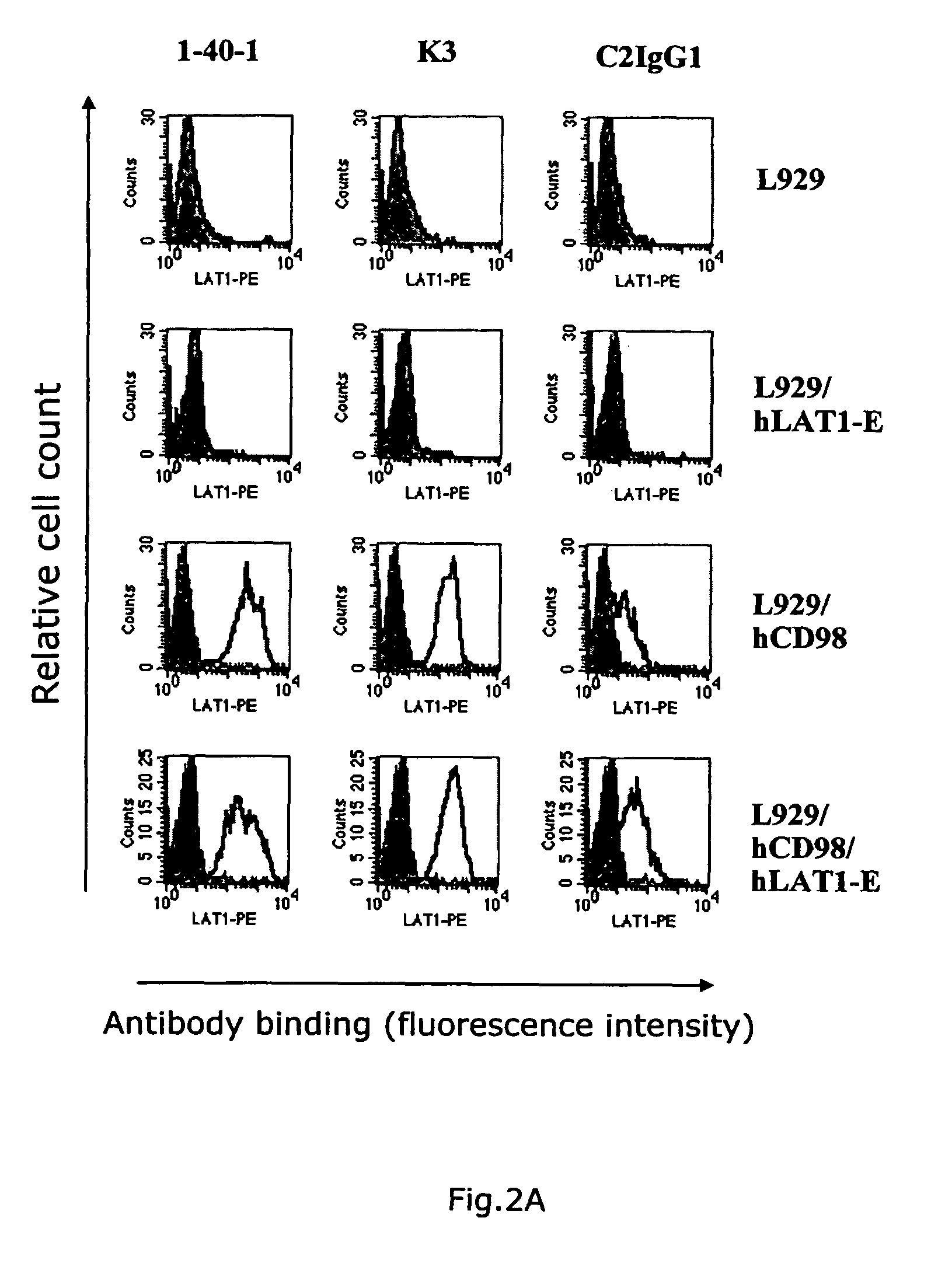 Anti-CD98 antibody