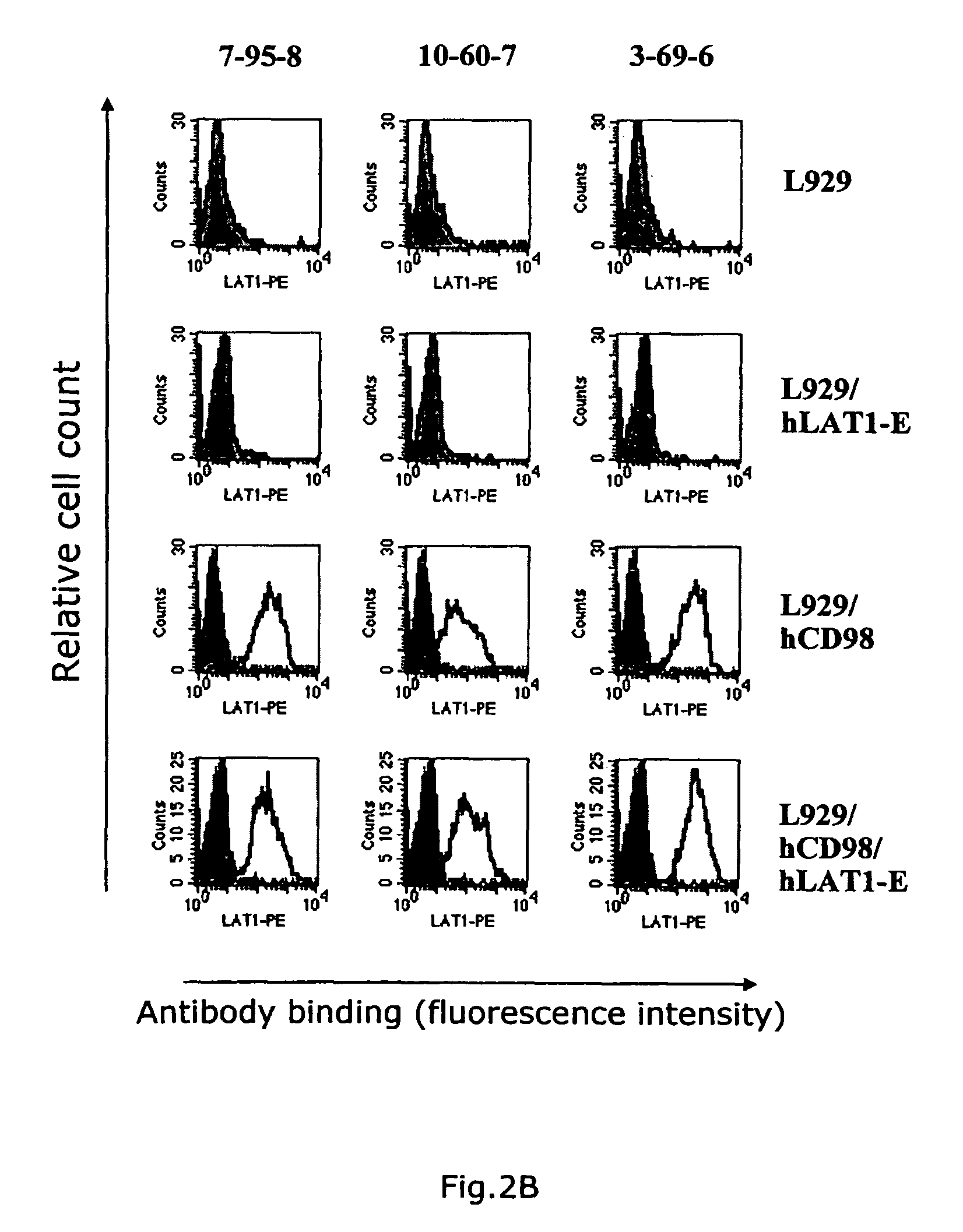Anti-CD98 antibody