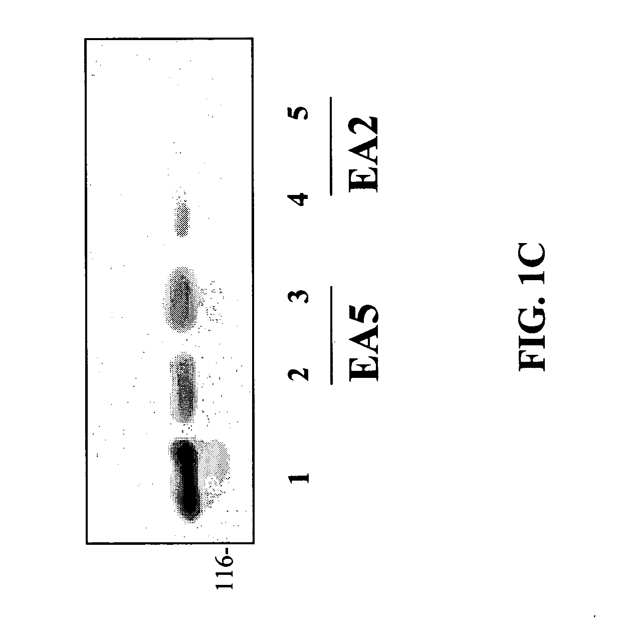 EphA2 agonistic monoclonal antibodies and methods of use thereof