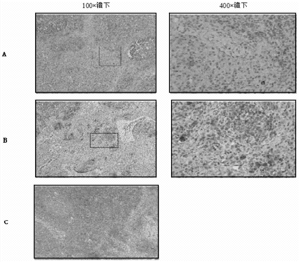 Hybridoma cell, pcv2 monoclonal antibody and application thereof
