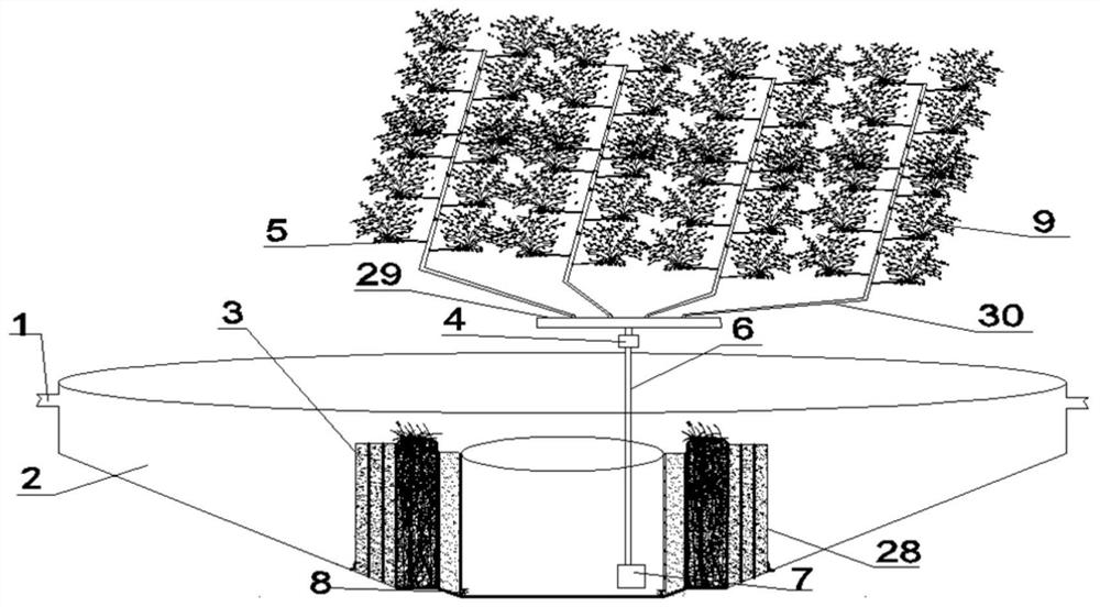 Root division zone drip irrigation system for agricultural non-point source sewage purification and application thereof