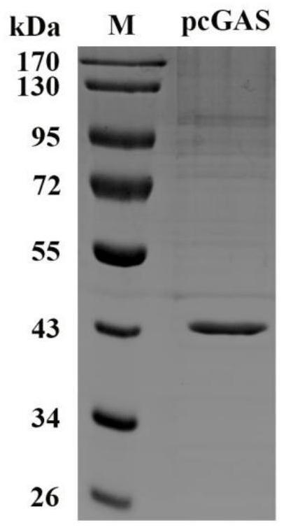 Preparation and activity identification method of a pig-derived second messenger molecule 2′3′-cgamp
