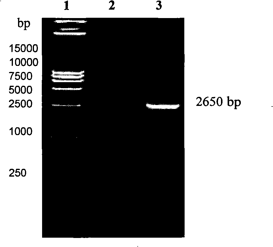 ST cell lines for stably expressing T7 RNA polyase, constructing process and applications thereof