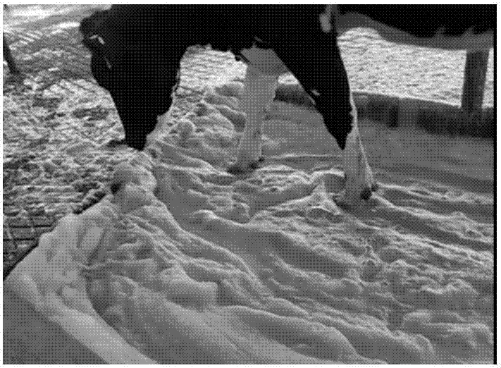 Foam-type lotion for preventing and treating hoof disease of dairy cow, preparation method and application thereof
