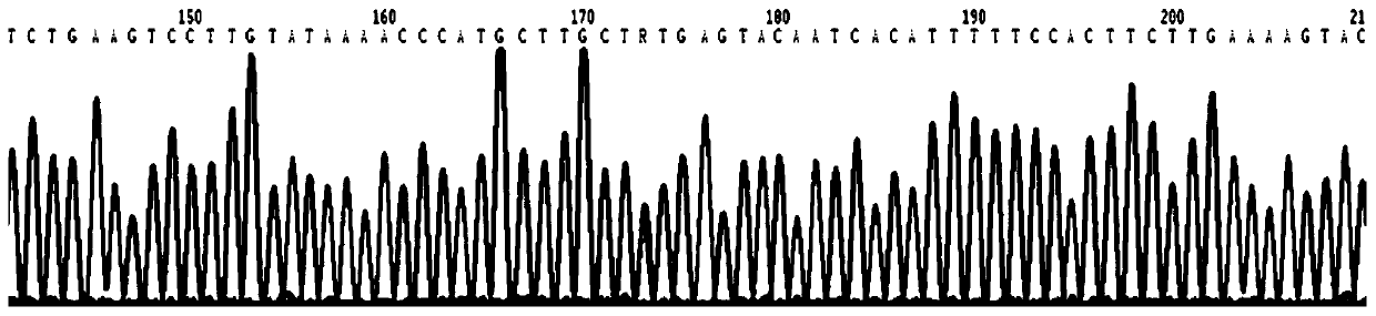 Phenylketonuria PAH gene detection kit