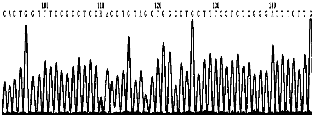 Phenylketonuria PAH gene detection kit