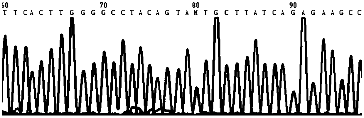 Phenylketonuria PAH gene detection kit