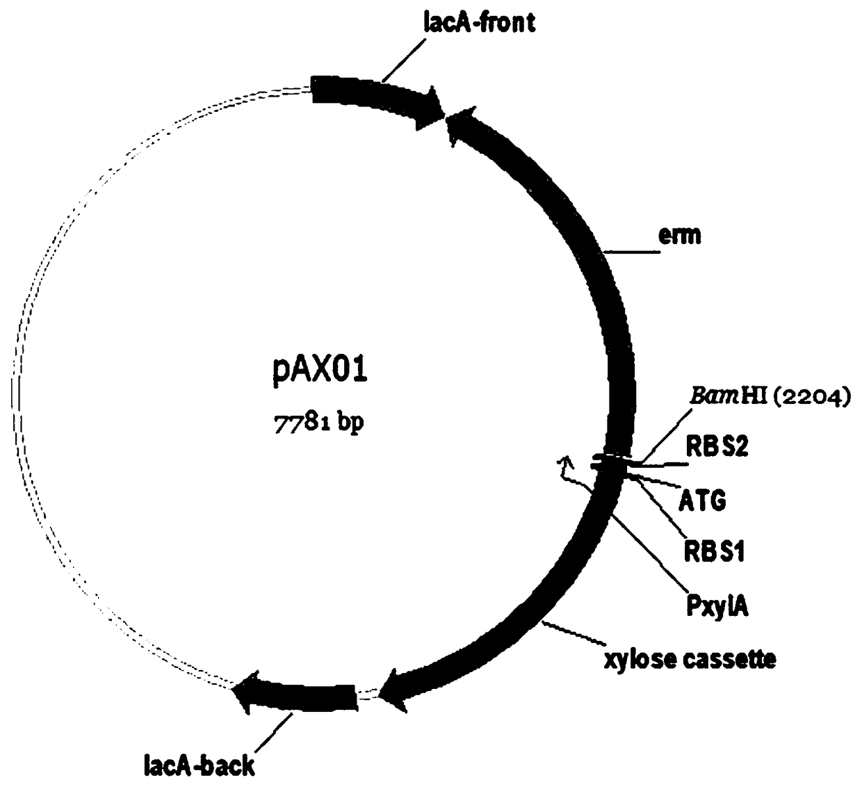 Genetic manipulation method for manually controlling spontaneous mutation rate of bacillus subtilis and application thereof