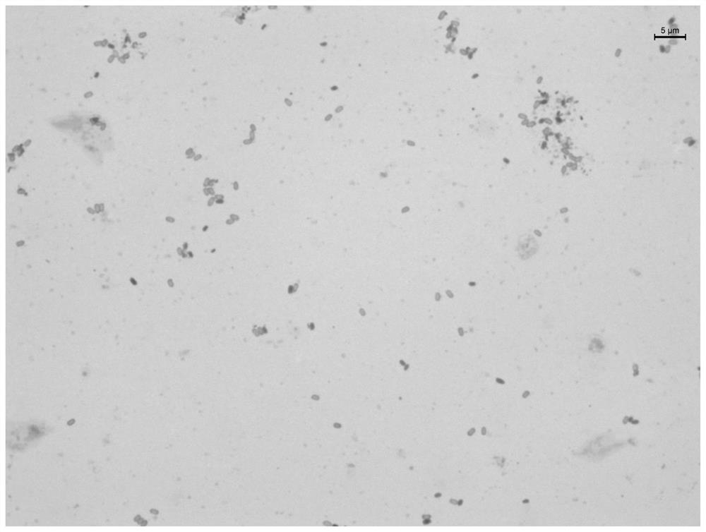 An enzyme-producing, halo-loving bacillus and its application in the control of pathogenic bacteria in saltwater aquaculture