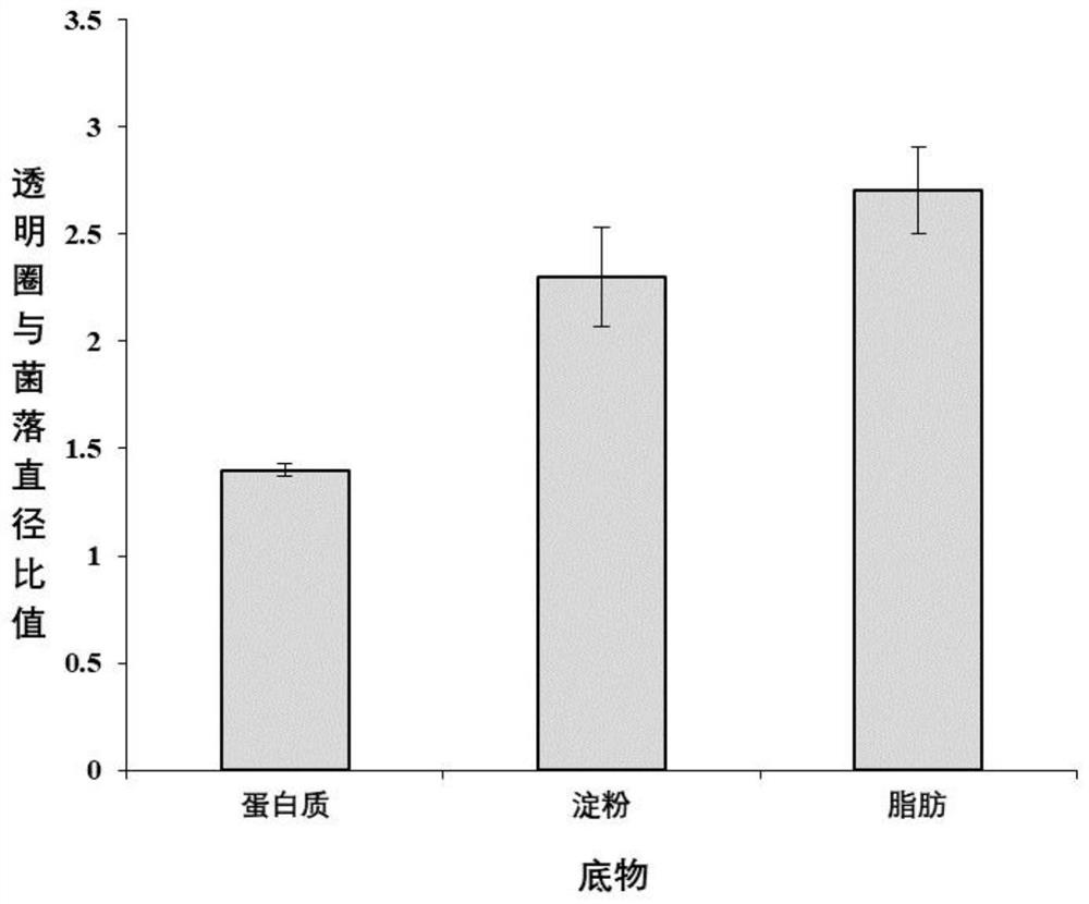 An enzyme-producing, halo-loving bacillus and its application in the control of pathogenic bacteria in saltwater aquaculture