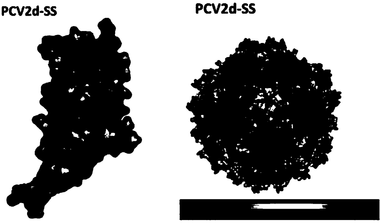 PCV2d (porcine circovirus type 2) virus-like particle vaccine and preparation method thereof