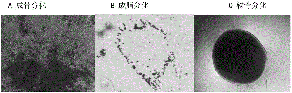 Clinical-grade placenta mesenchymal stem cell preparation method