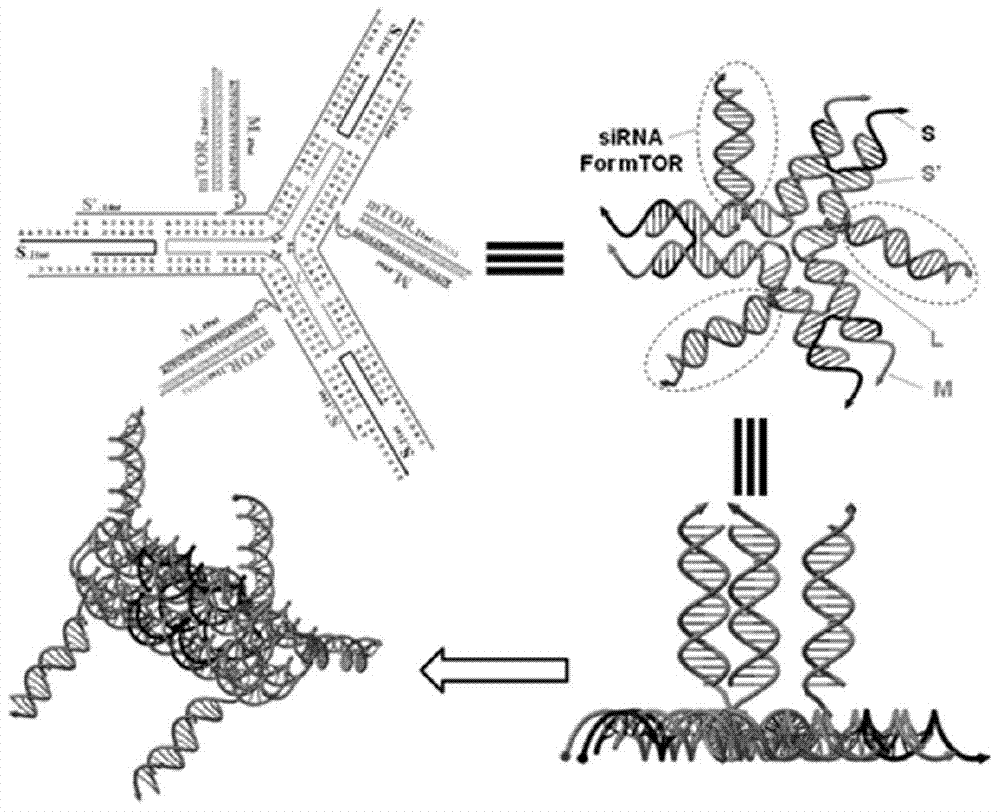 A self-assembled nucleic acid nanotube preparation, preparation method and application