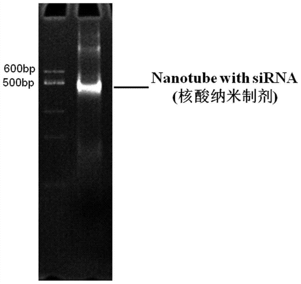 A self-assembled nucleic acid nanotube preparation, preparation method and application