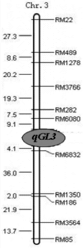 PCR (Polymerase Chain Reaction) molecular marking method for identifying allele mutation of rice long-grain gene qGL3